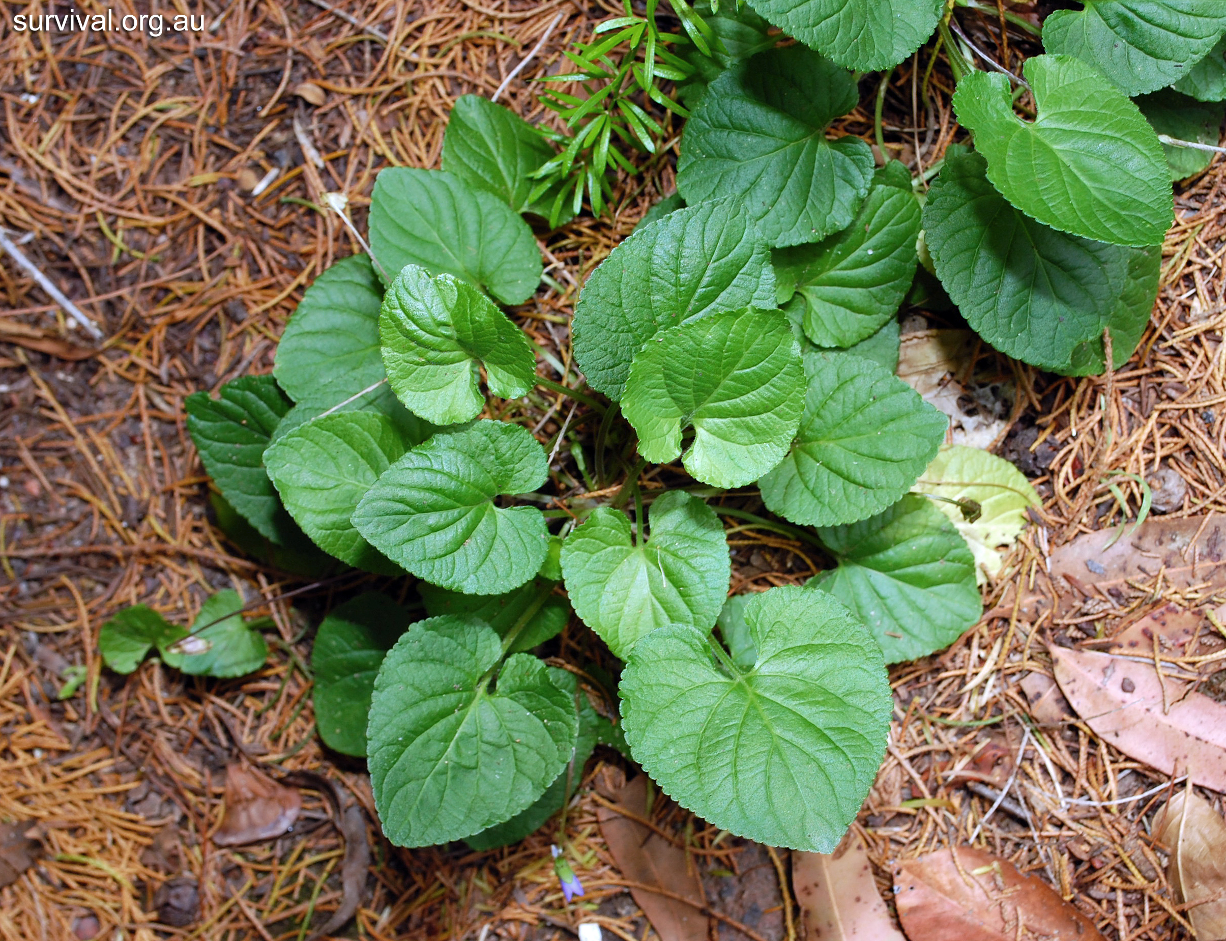 معرفی و راهنمای پرورش گیاهان دارویی - بنفشه